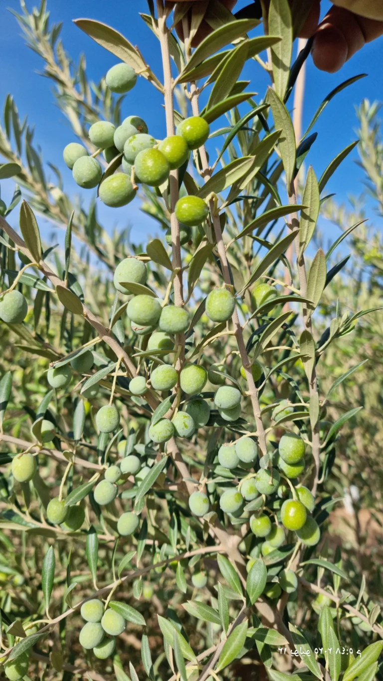 زيتون اربكينا الاسباني
